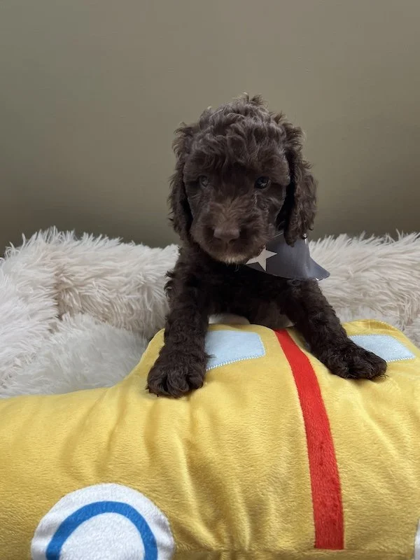 Goldendoodle puppies34.jpeg
