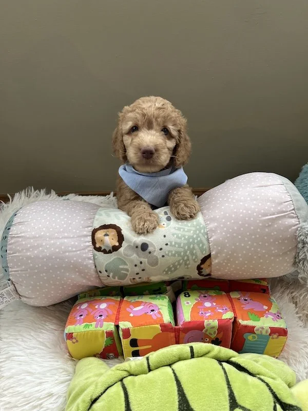 Goldendoodle puppies2.jpeg