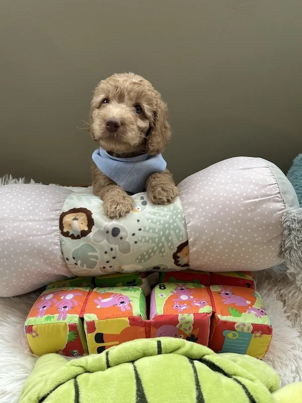 Goldendoodle puppies3.jpeg
