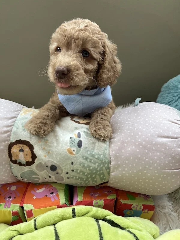 Goldendoodle puppies8.jpeg