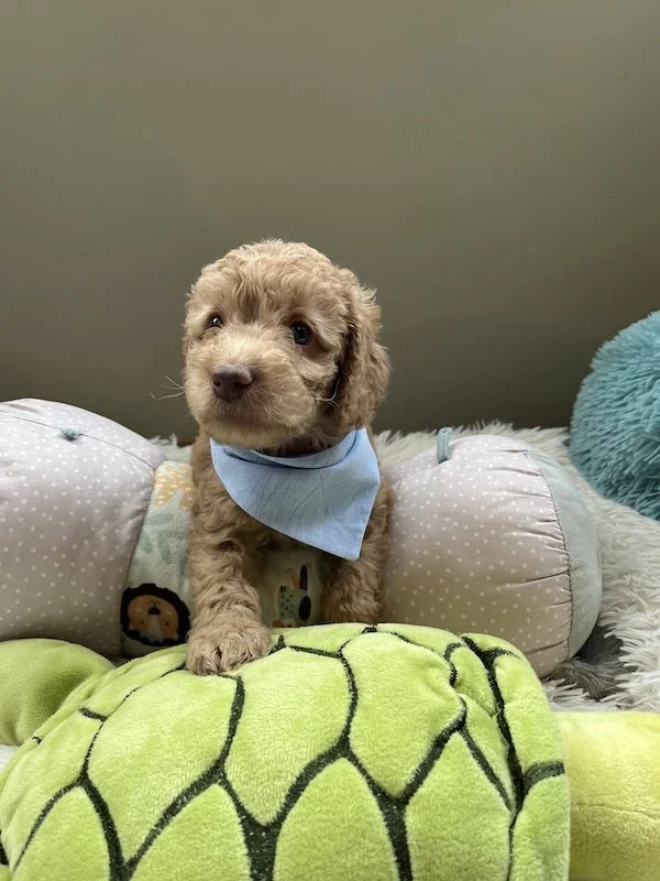 Goldendoodle puppies10.jpeg