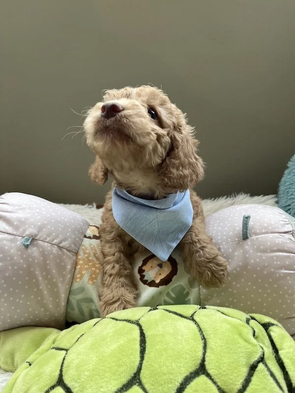 Goldendoodle puppies16.jpeg