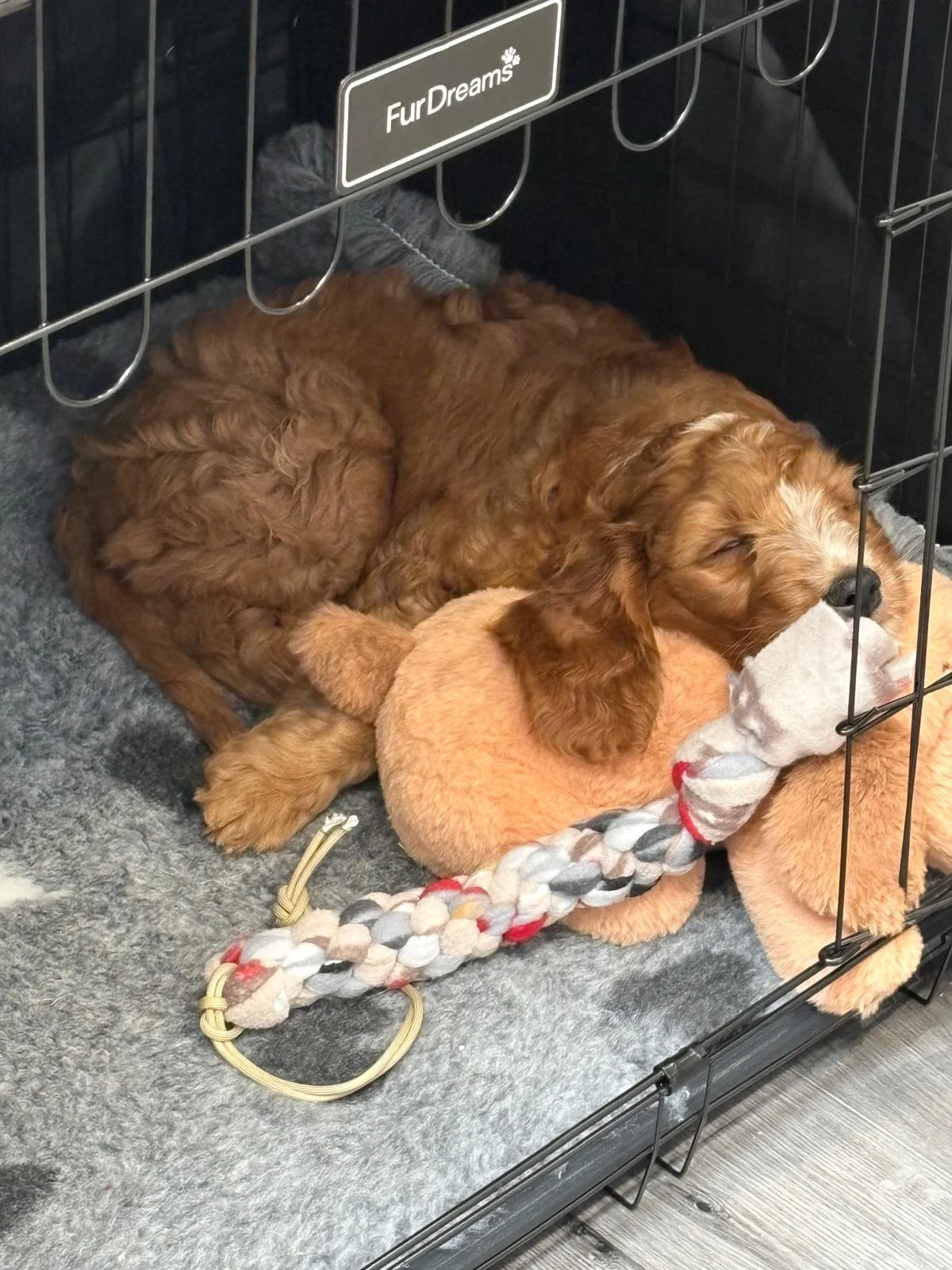 Teddy