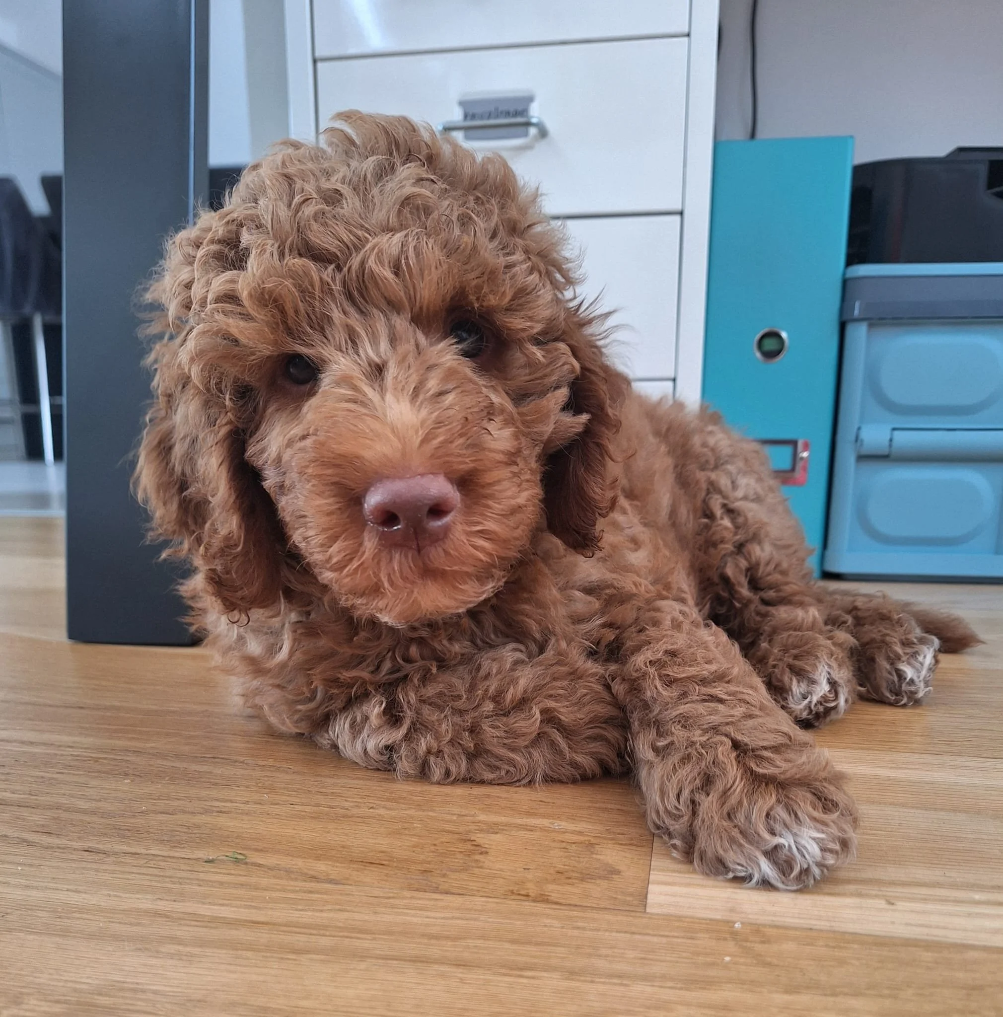 Angus
