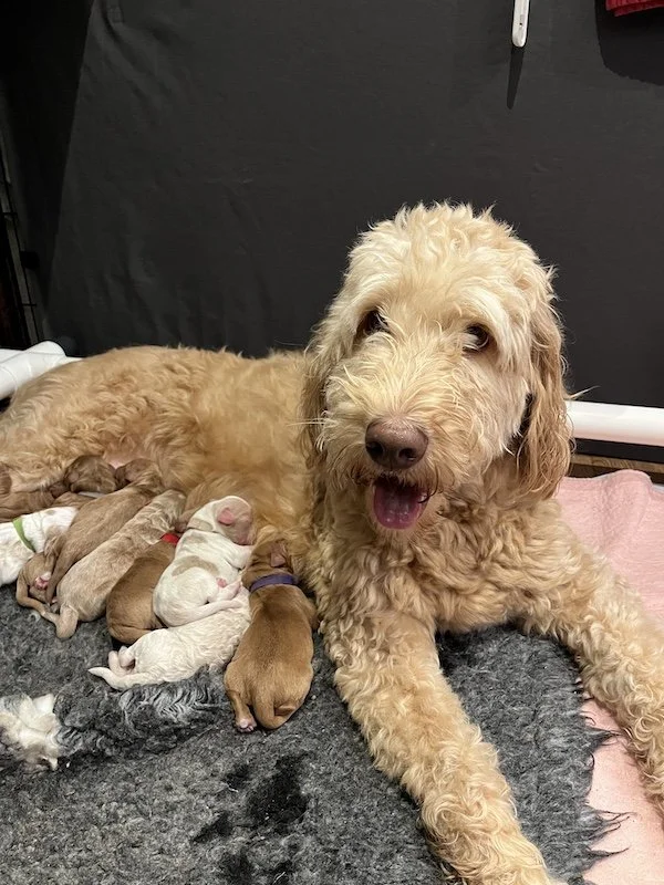 Goldendoodle puppies1.jpeg