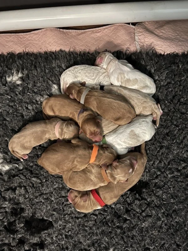 Goldendoodle puppies2.jpeg