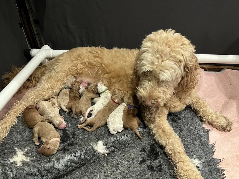 Goldendoodle puppies3.jpeg