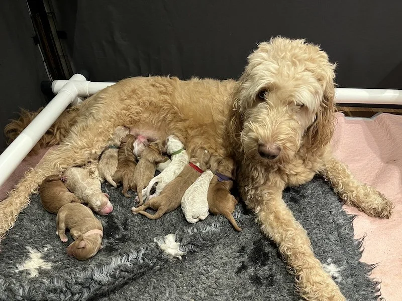 Goldendoodle puppies4.jpeg