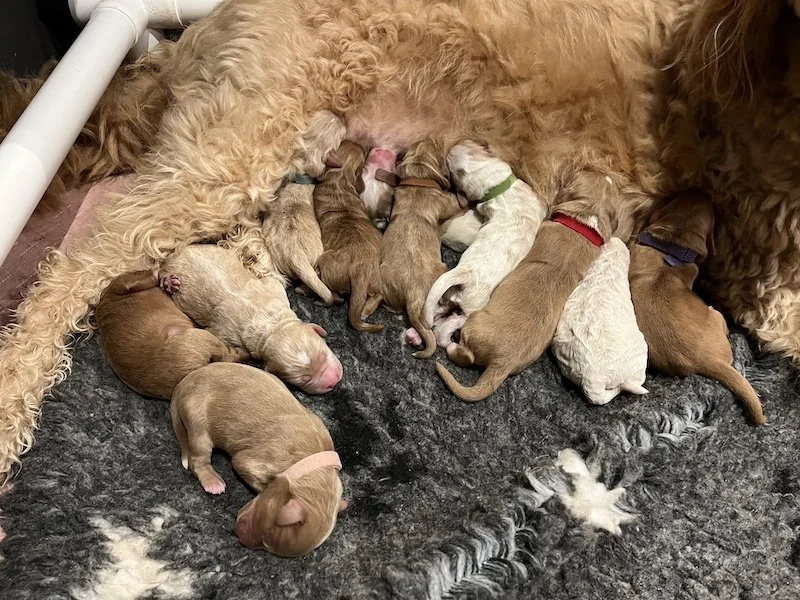 Goldendoodle puppies5.jpeg
