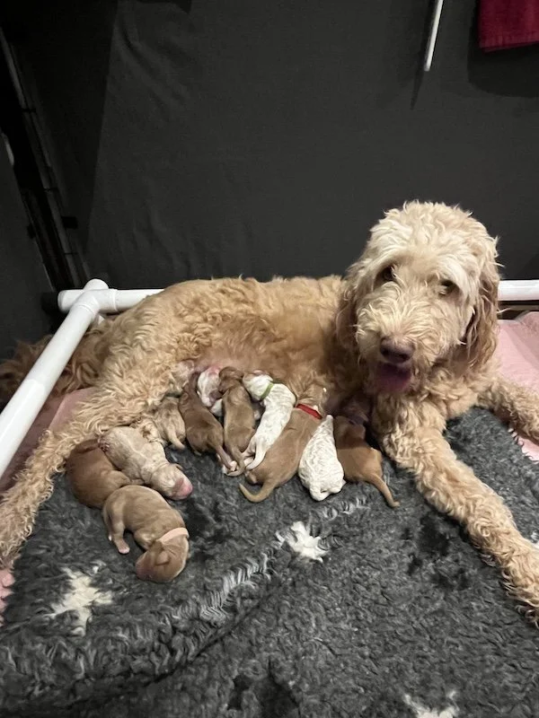 Goldendoodle puppies6.jpeg