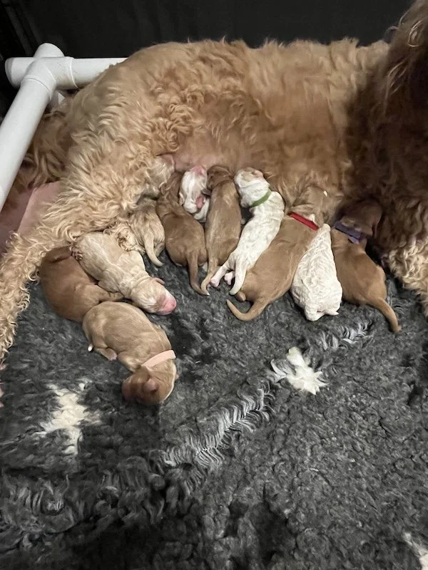 Goldendoodle puppies7.jpeg