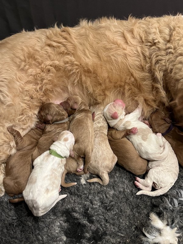 Goldendoodle puppies10.jpeg
