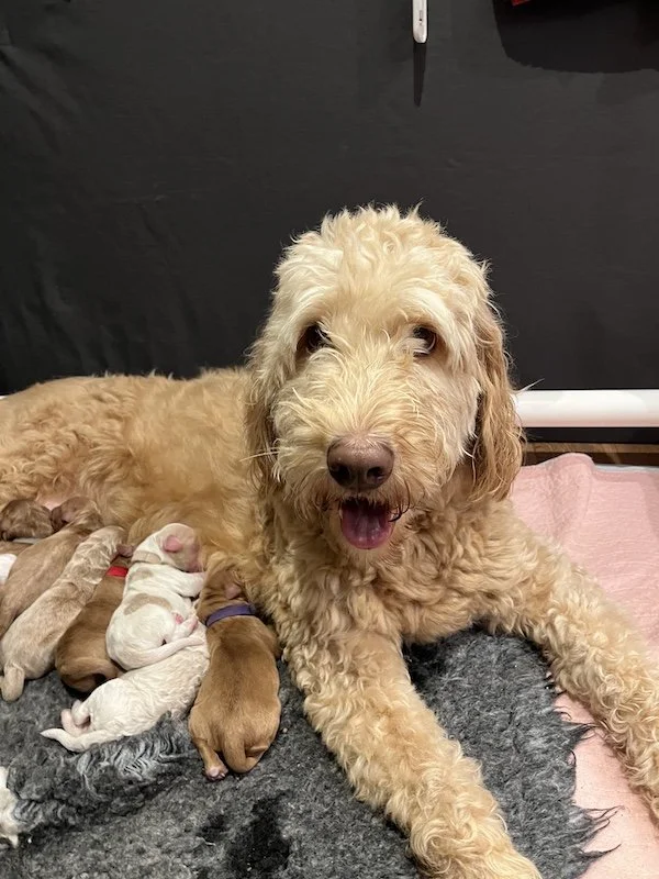 Goldendoodle puppies11.jpeg