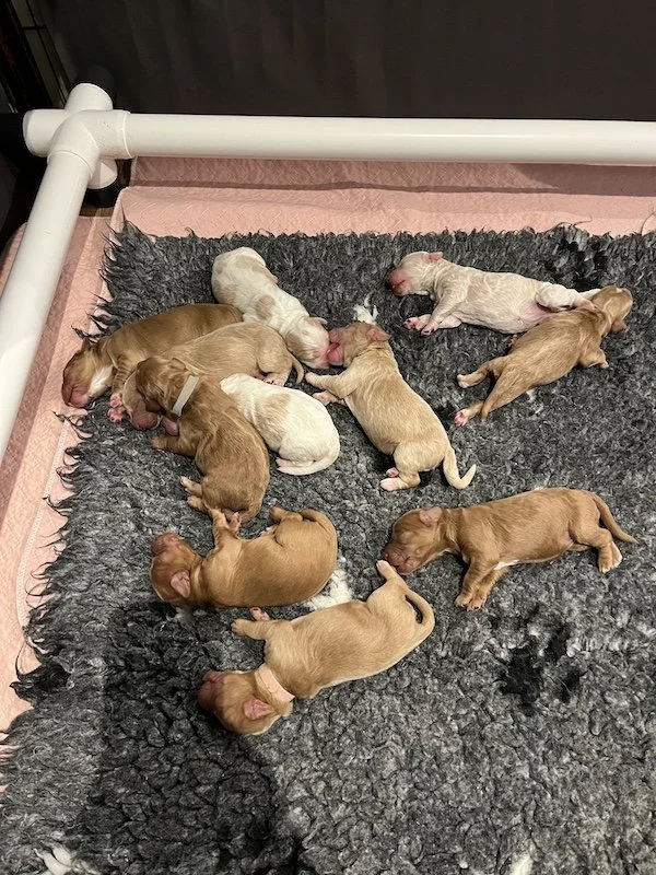 Goldendoodle puppies12.jpeg