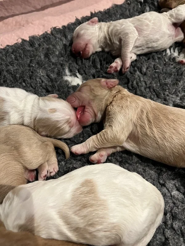 Goldendoodle puppies13.jpeg