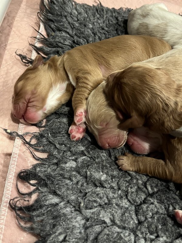 Goldendoodle puppies14.jpeg