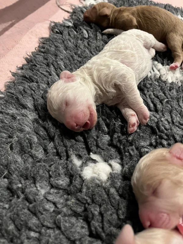 Goldendoodle puppies15.jpeg