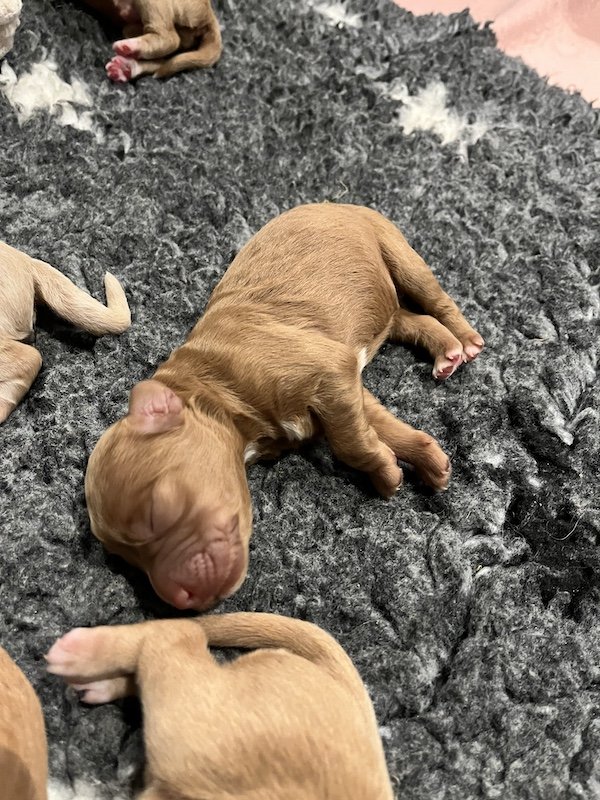 Goldendoodle puppies16.jpeg