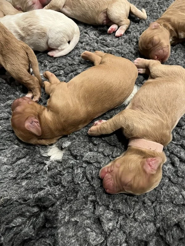 Goldendoodle puppies17.jpeg