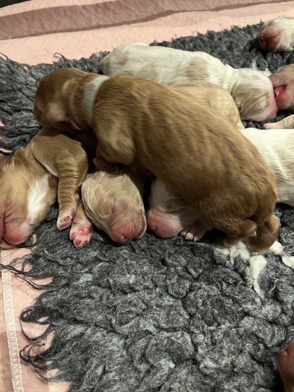 Goldendoodle puppies18.jpeg
