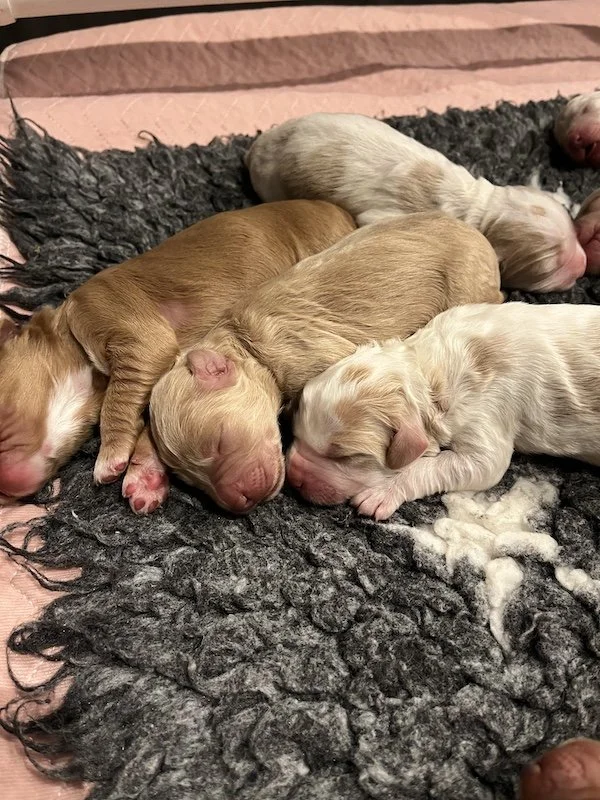 Goldendoodle puppies19.jpeg