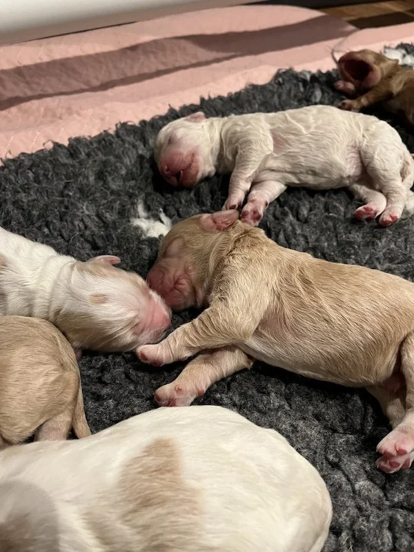 Goldendoodle puppies20.jpeg