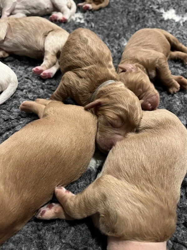 Goldendoodle puppies21.jpeg