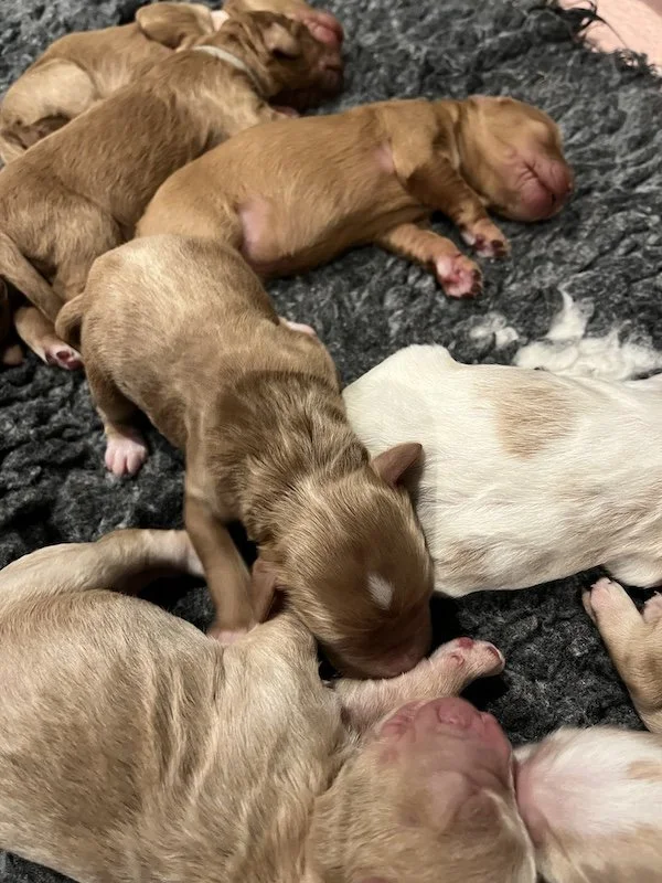 Goldendoodle puppies23.jpeg