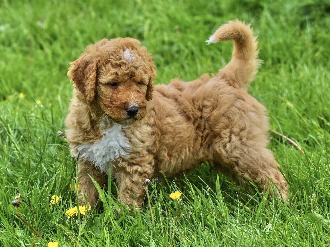 Goldendoodle And Irish Doodle Puppies