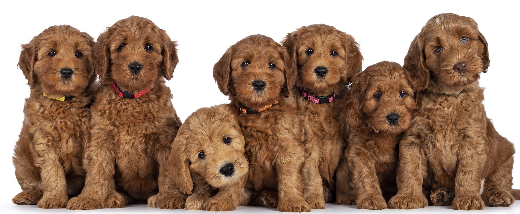 Goldendoodle And Irish Doodle Puppies