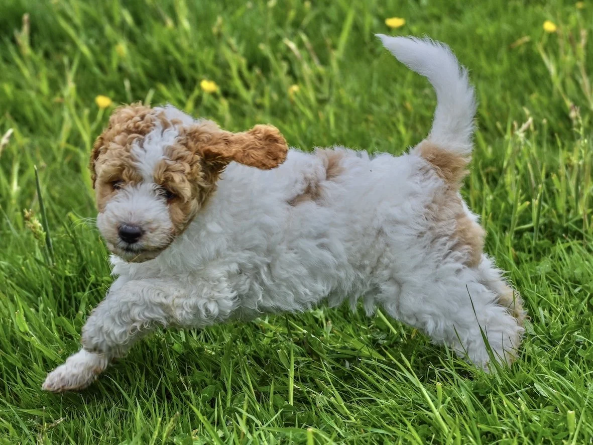 Golden Doodle Rescue Labradoodle Rescue Near Me