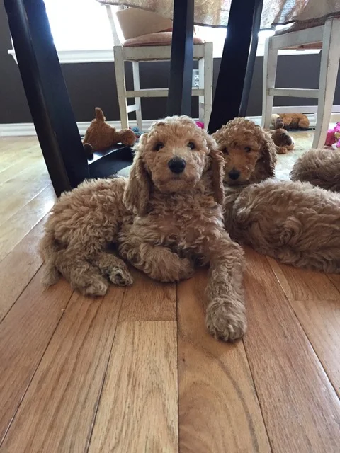 pups by kitchen table.jpeg