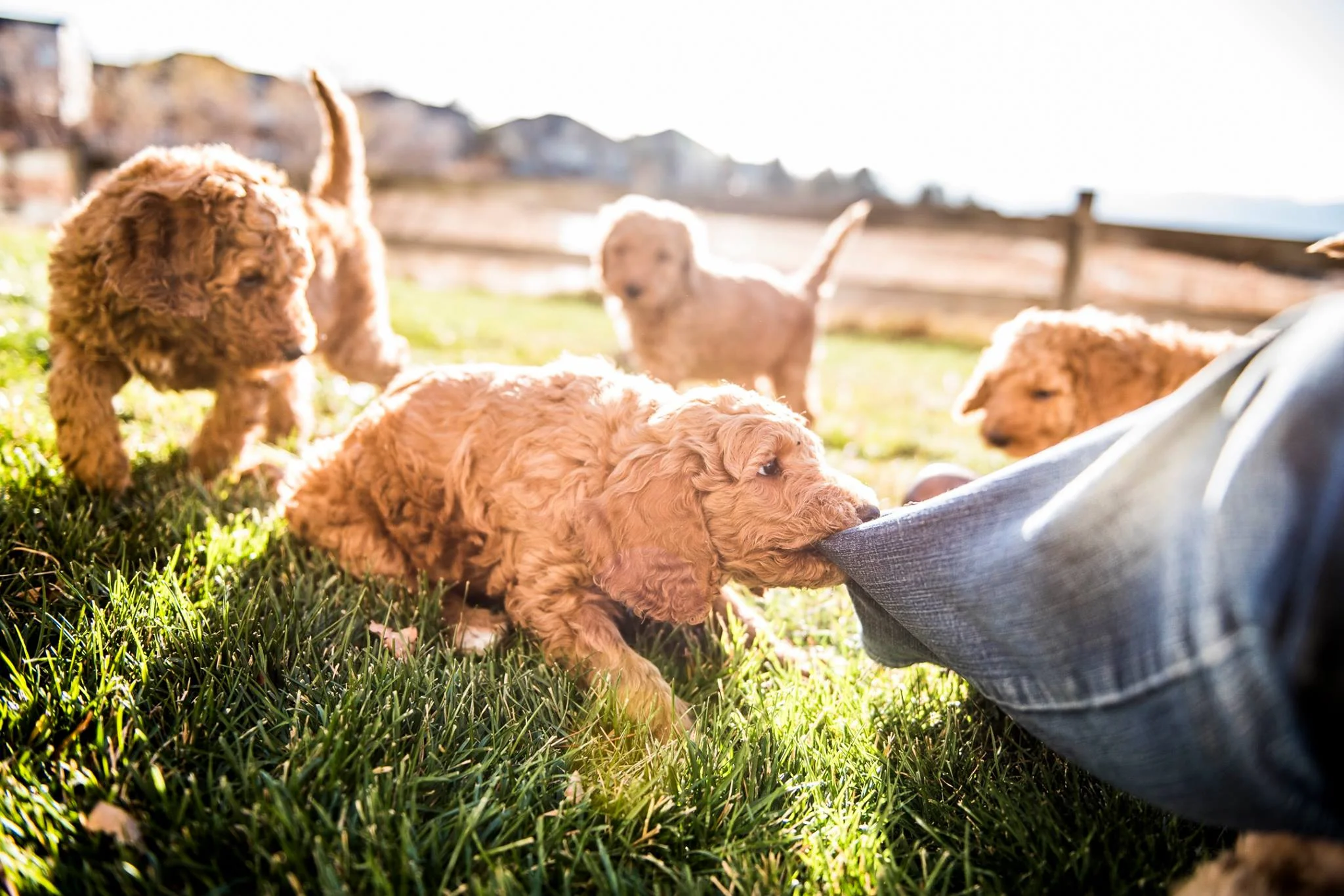 Puppies Play.jpg