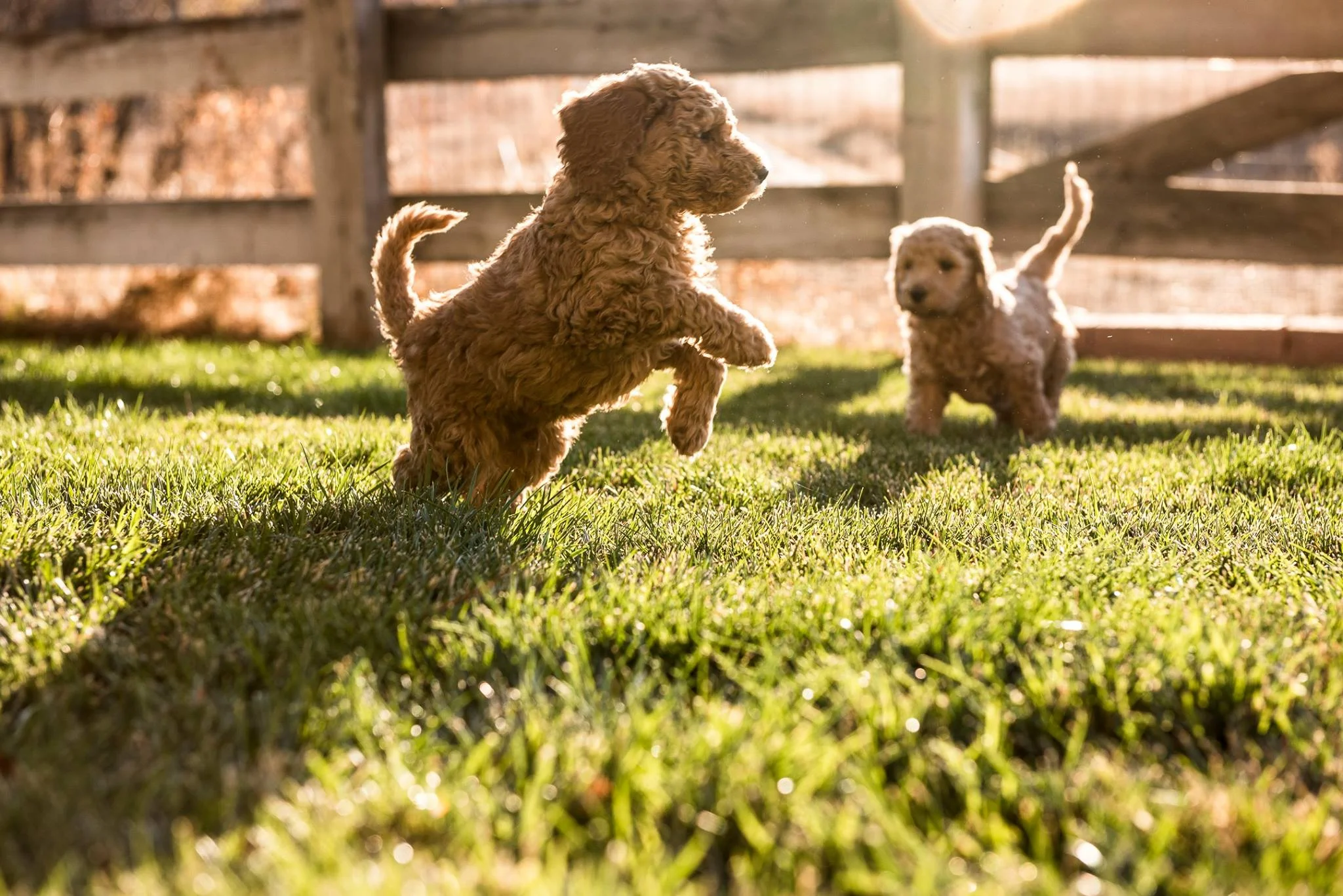 pup - jumping pup.jpg