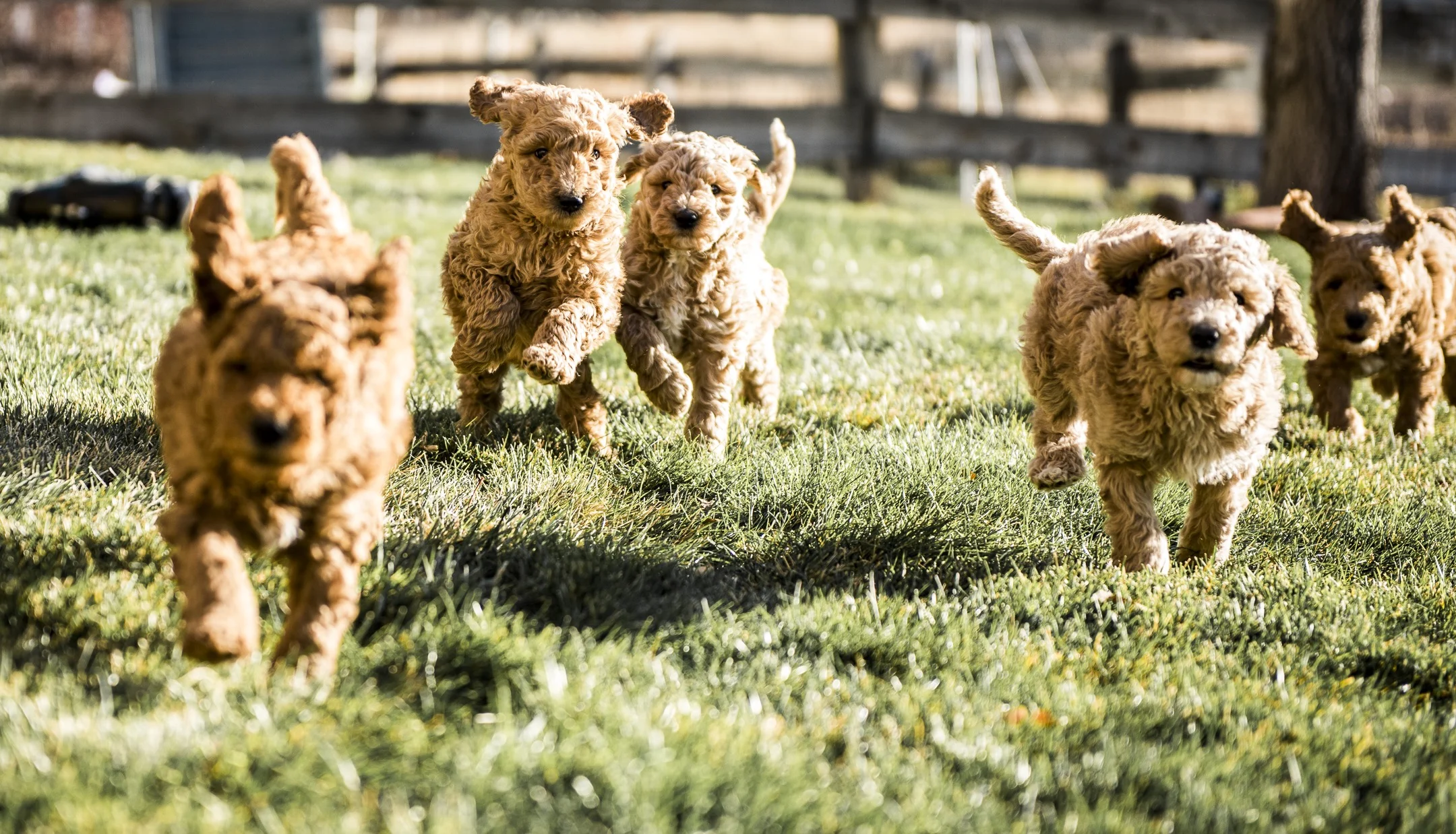 Puppies Run.jpg