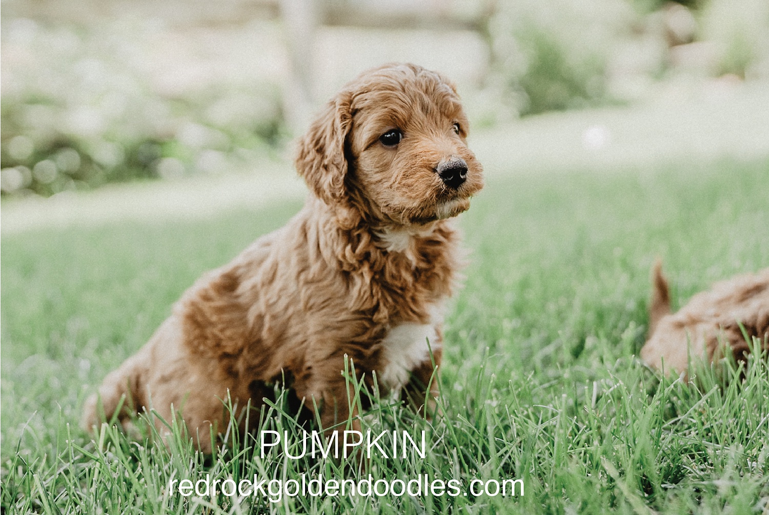 redrockgoldendoodles_0745.jpg