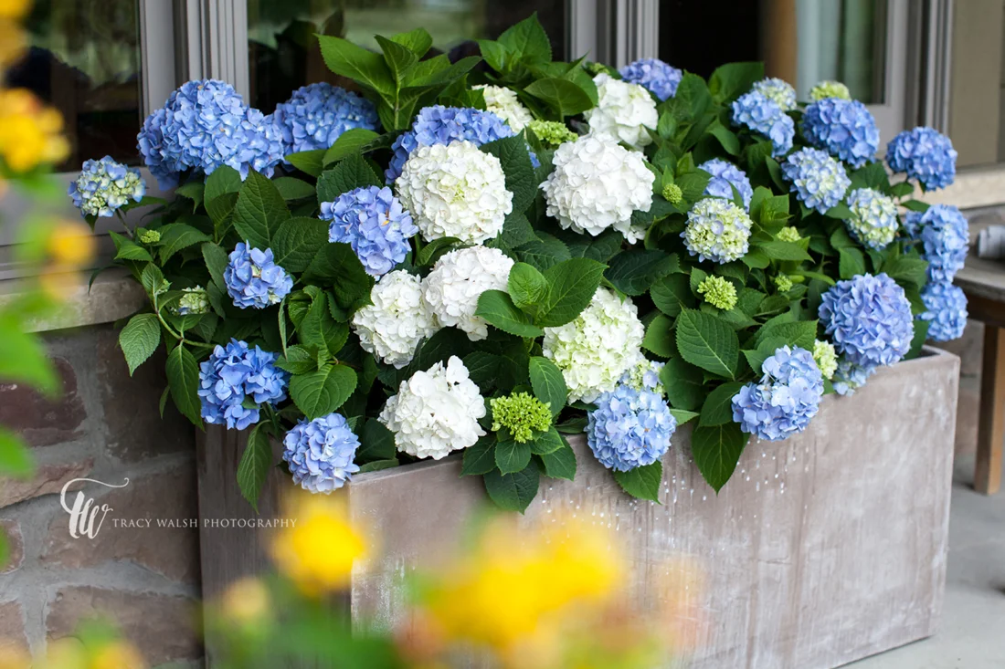 Photographing for Bailey Nurseries Tracy Walsh Photography