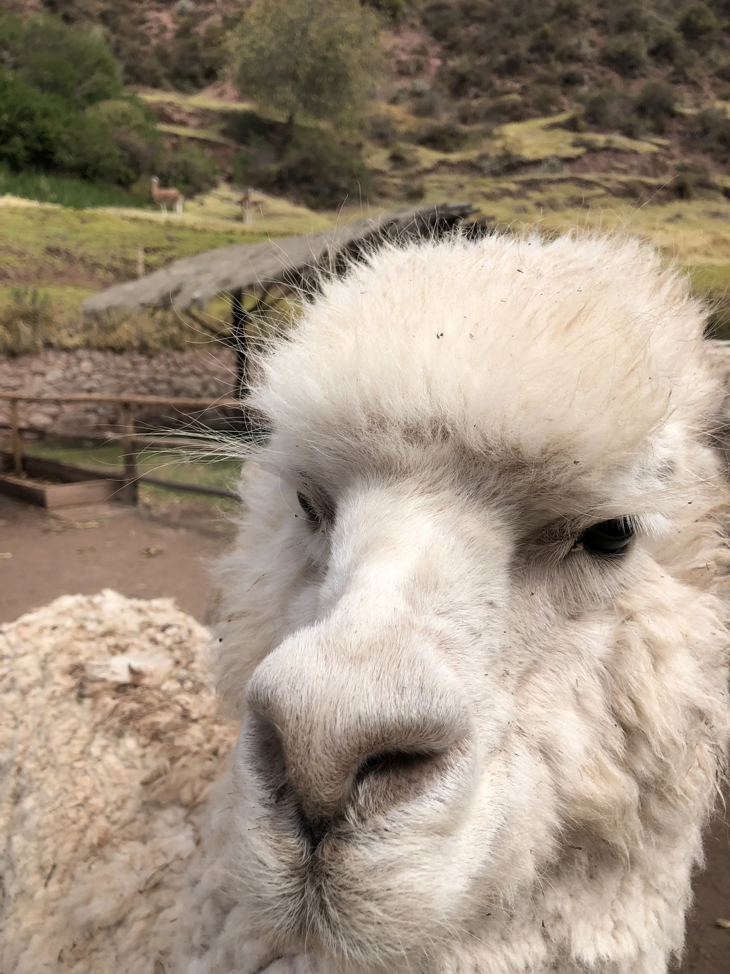 Why not just say yes?