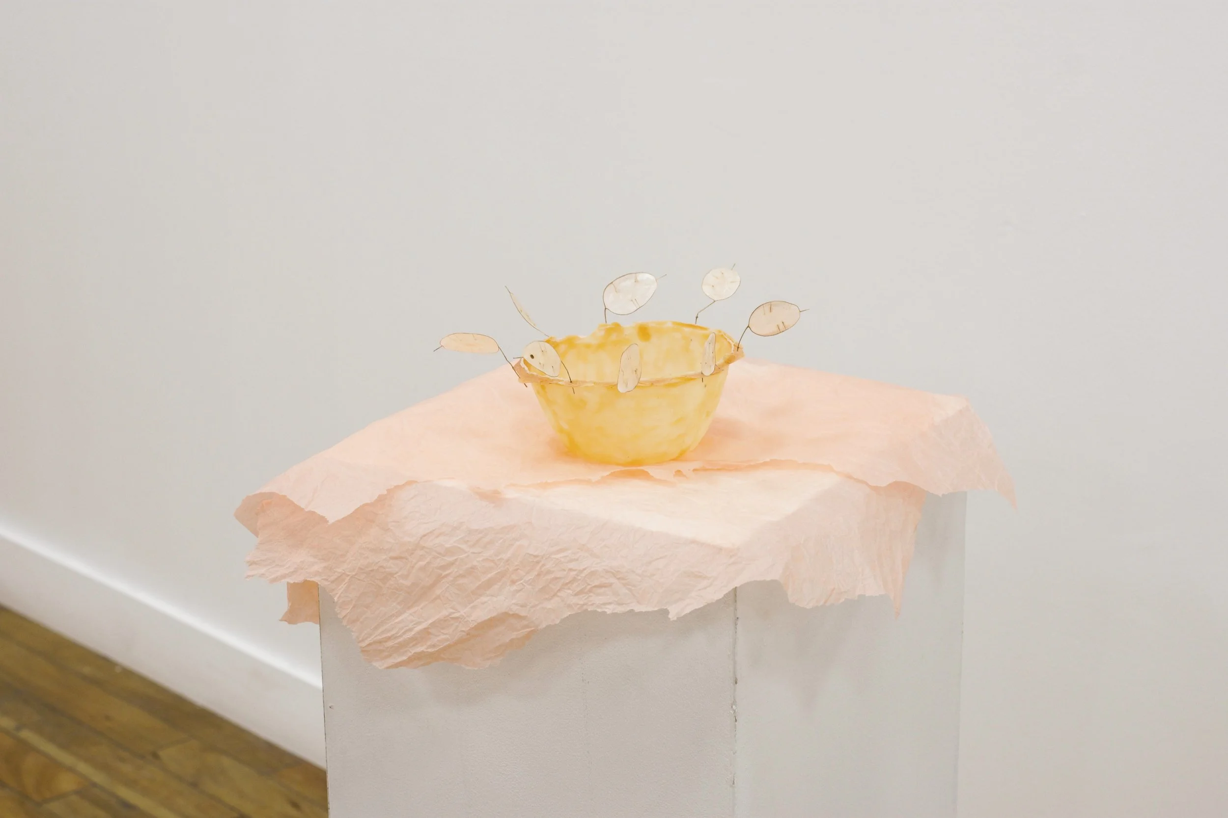 Bowl with Seeds, 2023