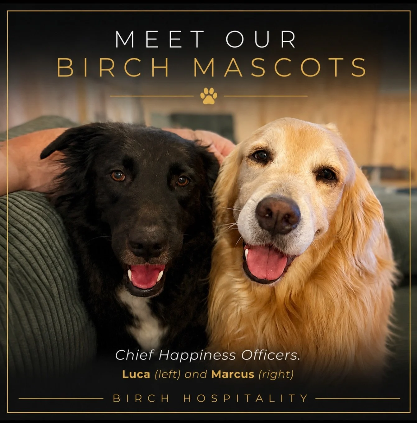 Meet the happiest members of the Birch team. 🐾

Luca and Marcus are our Chief Happiness Officers.

They may not answer emails or schedule cleanings, but they&rsquo;re experts at tail wags, warm welcomes, and reminding us that every great stay starts