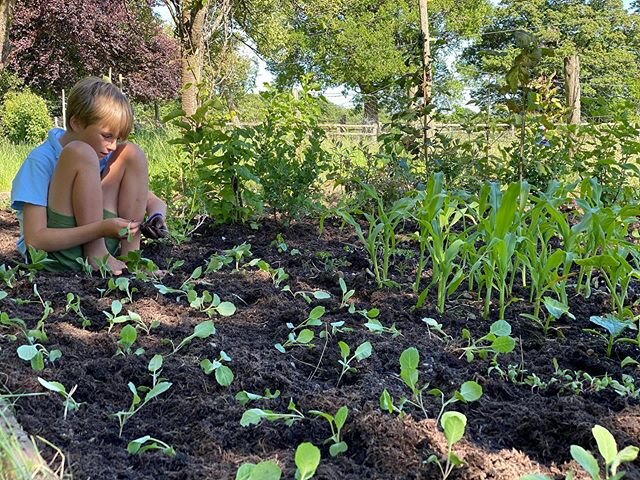 The veg patch has been extended. My assistant gives me gardening position envy. Oh for those bendy knees........