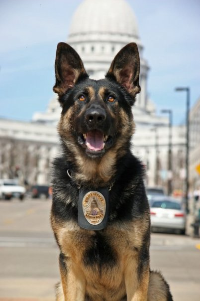 K9 Ivan, Madison PD