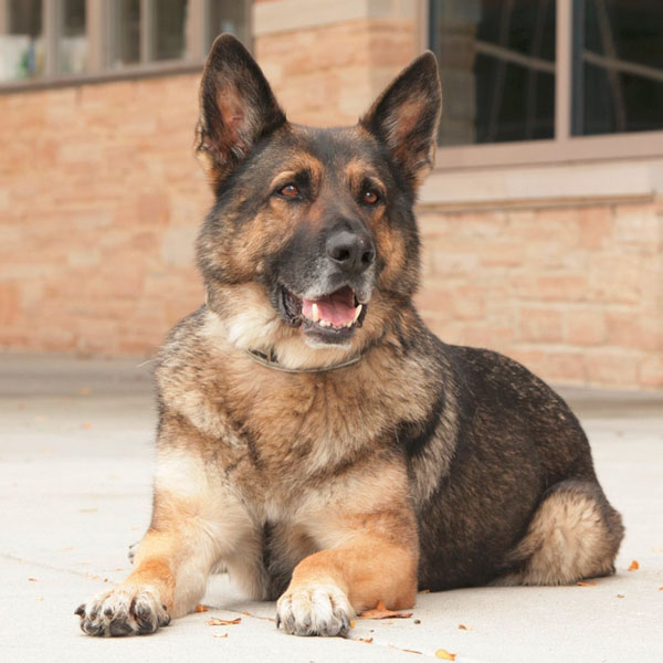 K9 Odin, UW-Madison PD