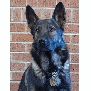 K9 Chase, Fitchburg PD