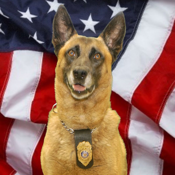 K9 Brando, Town of Madison PD