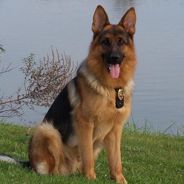 K9 Teagan, Hillsboro PD