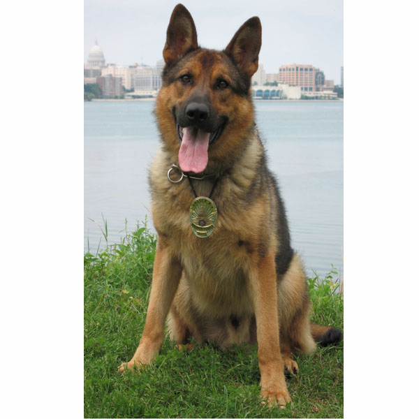 K9 Gildon, Madison PD