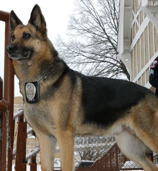 K9 Mosely, UW-Madison PD