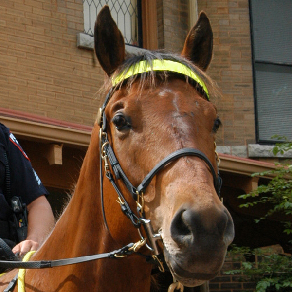 Police Horse Vegas, UW-Madison PD