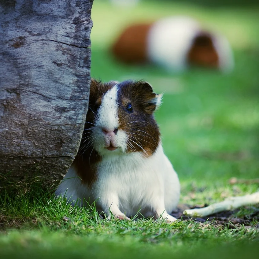 guinea pig cremation cost